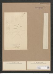 Thalassiothrix frauenfeldii Grun. (de-Toni-Nr.: Genus 67, Species 2669) Zeichnungen Sammlung Grunow Nr. 5447 (NHMW-BOT-W0373862)